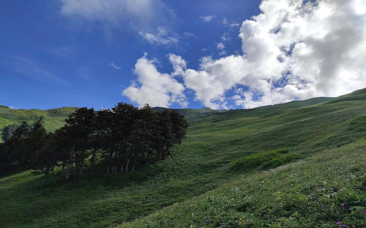 high altitude meadows enroute bhrigu lake