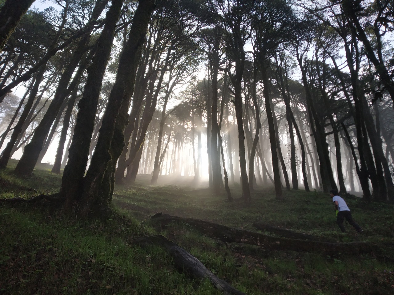 oak and cedar forest enroute nag tibba