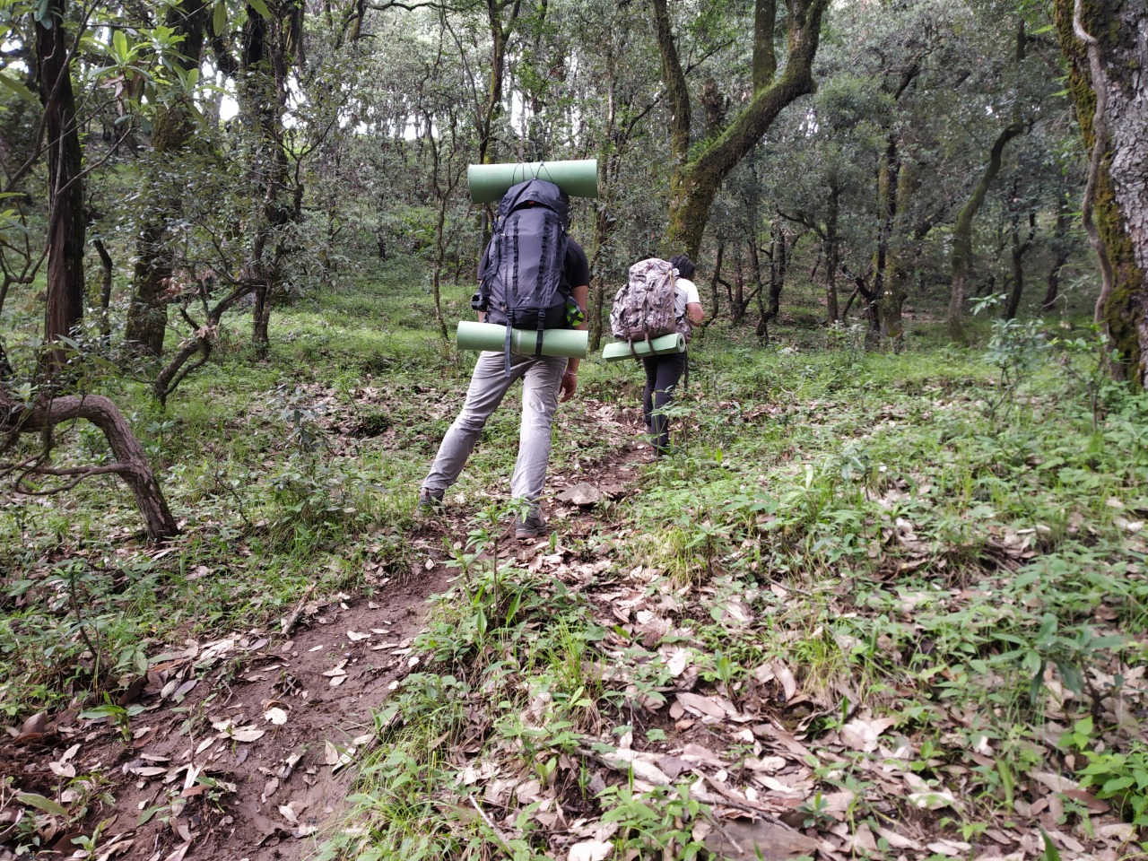 trail covered with fallen leaves in nag tibba