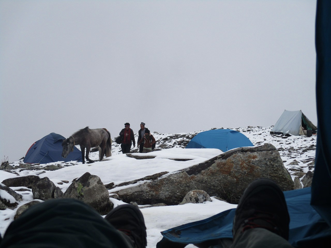 people walking behind the cattle seen from inside the tent