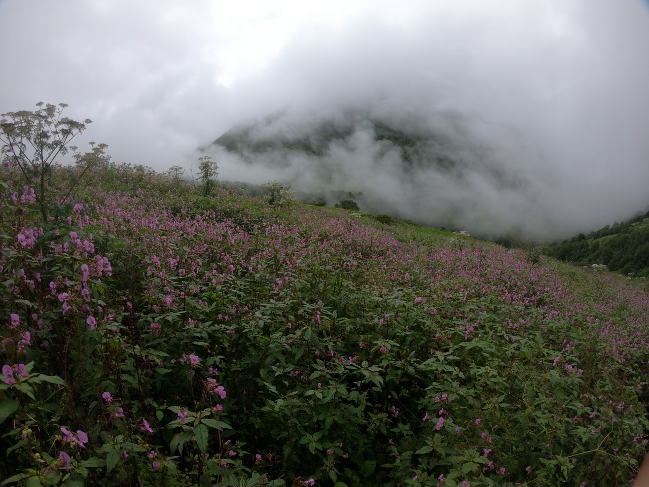 best time to visit valley of flowers trek